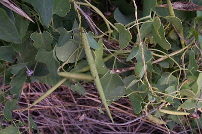 Cynanchum acutum L.