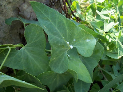 Cynanchum acutum L.