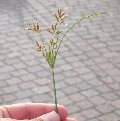 Cyperus rotundus,
alho-bravo,
capim-alho,
capim-dand&aacute;,
casta&ntilde;uela,
chaguan humatag,
coco-grass,
cocograss,
coquito,
juncia,
jun&ccedil;a,
kili'o'opu,
nut sedge,
nut-grass,
nutgrass,
pakopako,
purple nut sedge,
purple nutsedge