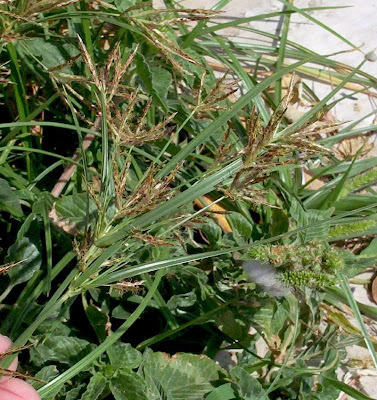 Cyperus rotundus,
alho-bravo,
capim-alho,
capim-dand&aacute;,
casta&ntilde;uela,
chaguan humatag,
coco-grass,
cocograss,
coquito,
juncia,
jun&ccedil;a,
kili'o'opu,
nut sedge,
nut-grass,
nutgrass,
pakopako,
purple nut sedge,
purple nutsedge