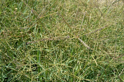 Bermuda grass Bermuda grass