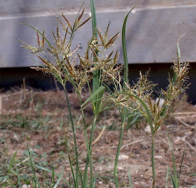 Cyperus rotundus,
alho-bravo,
capim-alho,
capim-dand&aacute;,
casta&ntilde;uela,
chaguan humatag,
coco-grass,
cocograss,
coquito,
juncia,
jun&ccedil;a,
kili'o'opu,
nut sedge,
nut-grass,
nutgrass,
pakopako,
purple nut sedge,
purple nutsedge