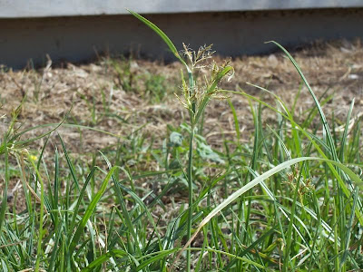 Cyperus rotundus,
alho-bravo,
capim-alho,
capim-dand&aacute;,
casta&ntilde;uela,
chaguan humatag,
coco-grass,
cocograss,
coquito,
juncia,
jun&ccedil;a,
kili'o'opu,
nut sedge,
nut-grass,
nutgrass,
pakopako,
purple nut sedge,
purple nutsedge