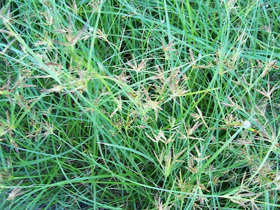 Cyperus rotundus,
alho-bravo,
capim-alho,
capim-dand&aacute;,
casta&ntilde;uela,
chaguan humatag,
coco-grass,
cocograss,
coquito,
juncia,
jun&ccedil;a,
kili'o'opu,
nut sedge,
nut-grass,
nutgrass,
pakopako,
purple nut sedge,
purple nutsedge