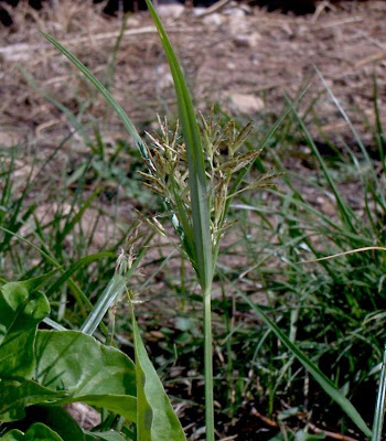 Cyperus rotundus,
alho-bravo,
capim-alho,
capim-dand&aacute;,
casta&ntilde;uela,
chaguan humatag,
coco-grass,
cocograss,
coquito,
juncia,
jun&ccedil;a,
kili'o'opu,
nut sedge,
nut-grass,
nutgrass,
pakopako,
purple nut sedge,
purple nutsedge