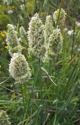 Dactylis glomerata ssp. hispanica,
,
Ascherson's Orchardgrass