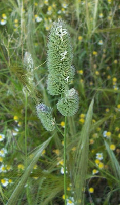 Dactylis glomerata ssp. hispanica,
,
Ascherson's Orchardgrass