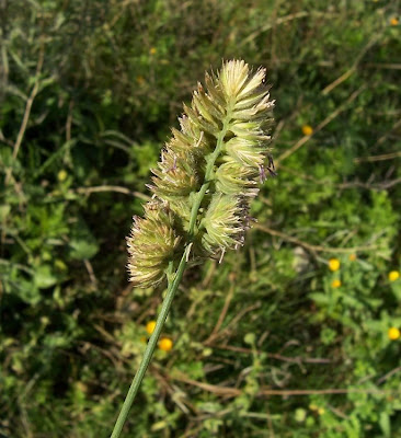 Dactylis glomerata ssp. hispanica,
,
Ascherson's Orchardgrass