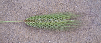 Grano villoso Grano villoso