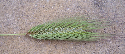 Grano villoso Grano villoso
