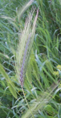 Grano villoso Grano villoso