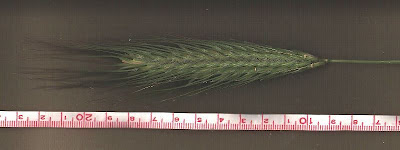 Grano villoso Grano villoso