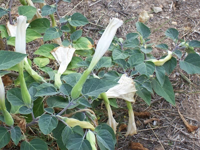 Sacred datura