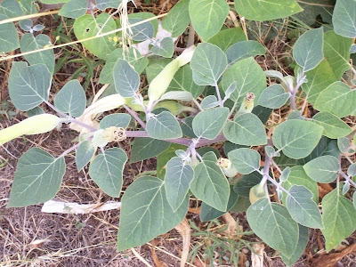 Sacred datura