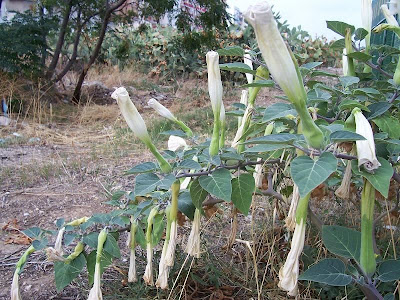 Sacred datura