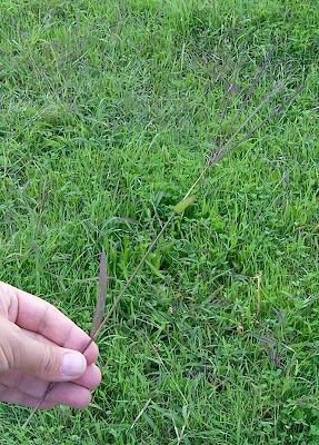 Hairy crab grass
