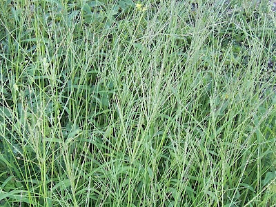 Hairy crab grass