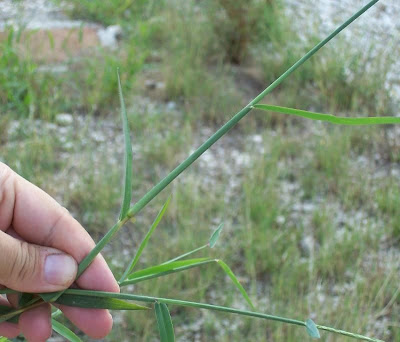 Hairy crab grass