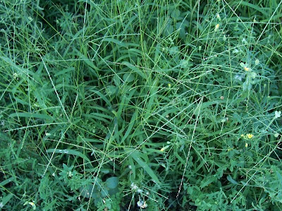 Hairy crab grass