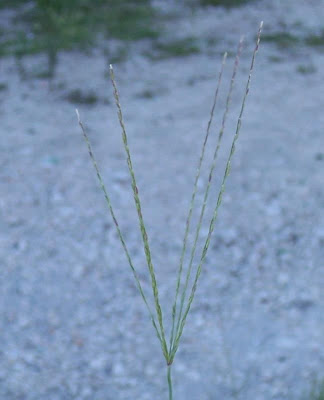 Hairy crab grass