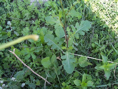 Fausse roquette