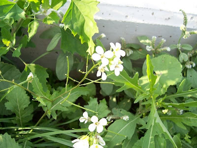Fausse roquette