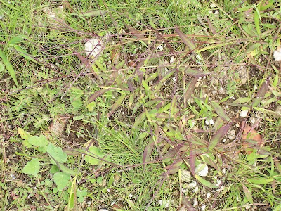 Hairy crab grass