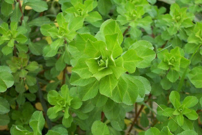 Euphorbia helioscopia L.