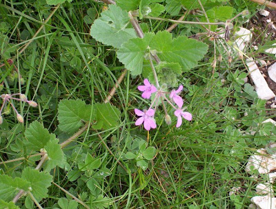 Malvenbl�ttriger Reiherschnabel