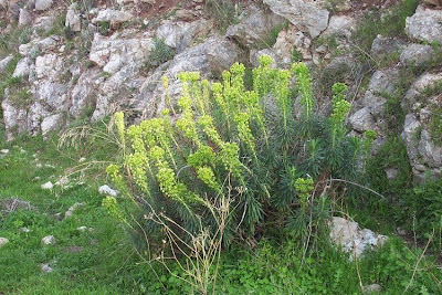 Albanian spurge Albanian spurge