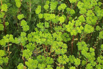Euphorbia helioscopia L.