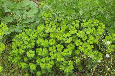 Euphorbia helioscopia L.