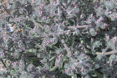 Echium asperrimum,
rough Italian-bugloss,
Viperina ruvidissima