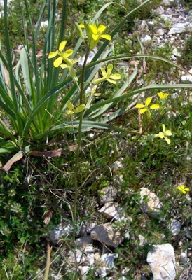 Big-stylus Erysimum Big-stylus Erysimum