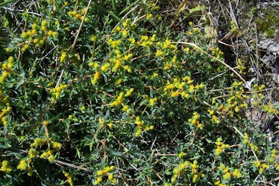 Euforbia spinosa