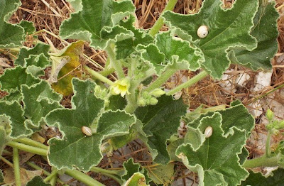 Ecballium elaterium,
Cocomero asinino,
momordique,
pepinillo del diablo,
pepino-selvagem,
Schizzatti,
Spritzgurke,
squirting cucumber,
squirting-cucumber