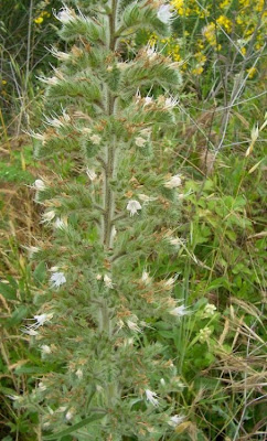 Echium italicum,
borrago-italiano,
Italian viper's bugloss,
Italian vipersbugloss,
Italian-bugloss,
Pale Bugloss,
Viperina maggiore siciliana