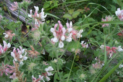Dorycnium hirsutum,
Canary Clover,
canary-clover,
hairy canary-clover,
Trifoglino irsuto