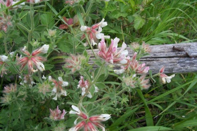 Dorycnium hirsutum,
Canary Clover,
canary-clover,
hairy canary-clover,
Trifoglino irsuto