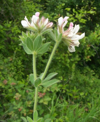 Dorycnium hirsutum,
Canary Clover,
canary-clover,
hairy canary-clover,
Trifoglino irsuto