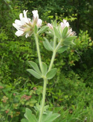 Dorycnium hirsutum,
Canary Clover,
canary-clover,
hairy canary-clover,
Trifoglino irsuto