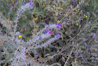 Echium plantagineum,
bloudissel,
blueweed,
Paterson's-curse,
pers-echium,
purple echium,
purple viper's-bugloss,
purple-bugloss,
Riverina bluebell,
Salvation Jane,
sonaja,
Viper's Bugloss,
viper's-bugloss,
Viperina piantagginea