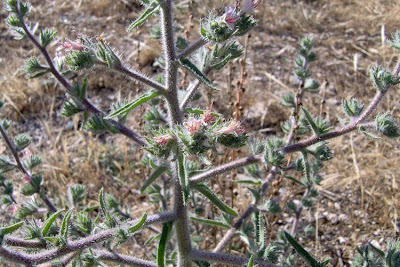 Echium asperrimum,
rough Italian-bugloss,
Viperina ruvidissima