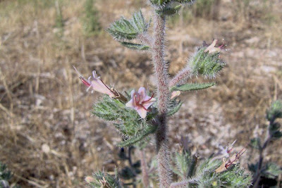 Echium asperrimum,
rough Italian-bugloss,
Viperina ruvidissima
