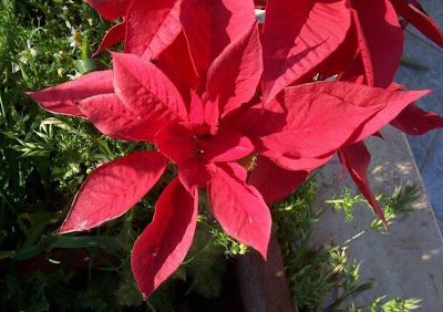 Christmas-flower Christmas-flower