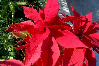 Christmas-flower Christmas-flower