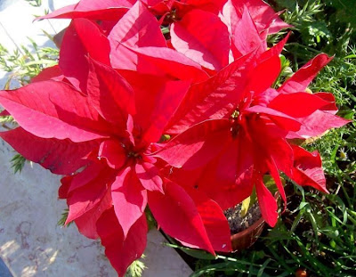 Christmas-flower Christmas-flower