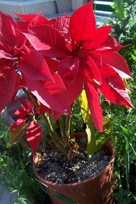 Christmas-flower Christmas-flower