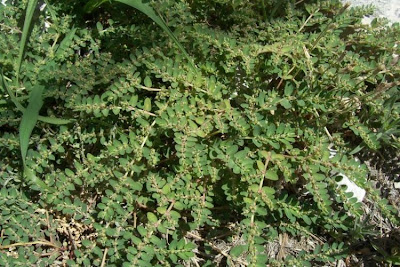 Euforbia prostrata