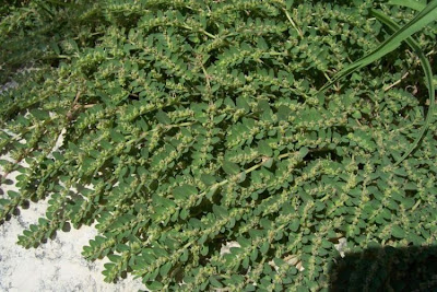Euforbia prostrata